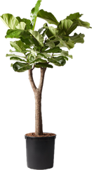 Plant Drop product