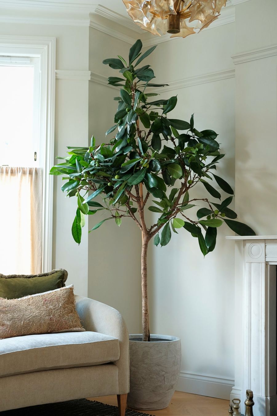 Plant Drop lifestyle